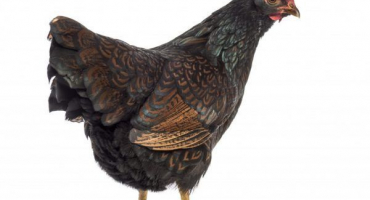 Chov kuřecího plemene barnevelder